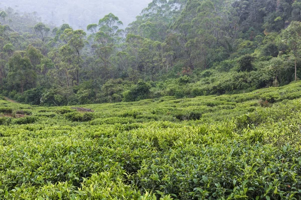 sri Lanka çay yeşil alanlar ile peyzaj