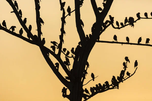 Grote boom met vogels silhouet zonsopgang rode hemelachtergrond op Uda — Stockfoto