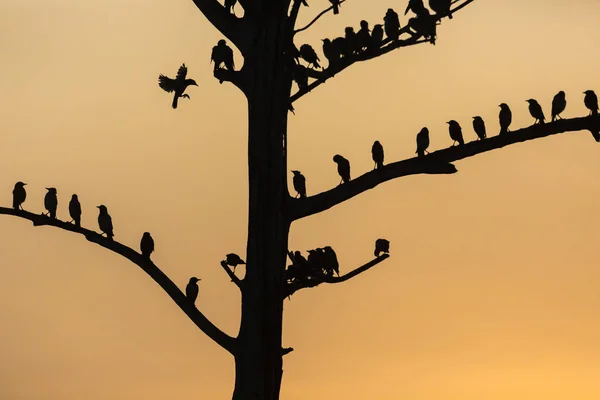 Árvore grande com pássaros silhueta nascer do sol vermelho céu fundo em Uda — Fotografia de Stock