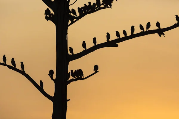 Big tree with birds silhouette sunrise red sky background at Uda — Stock Photo, Image