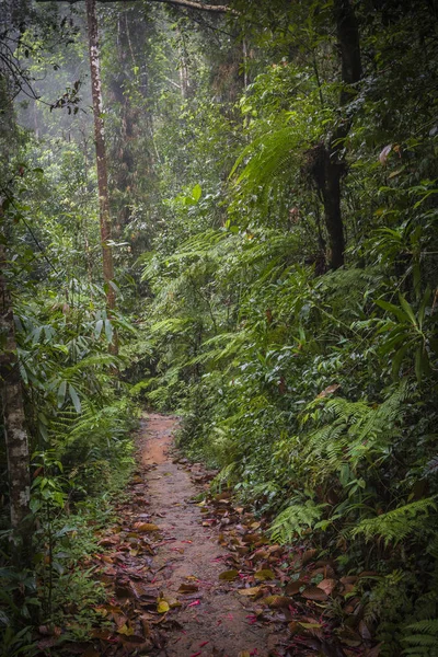 Path in the jungle. Sinharaja rainforest in Sri Lanka.