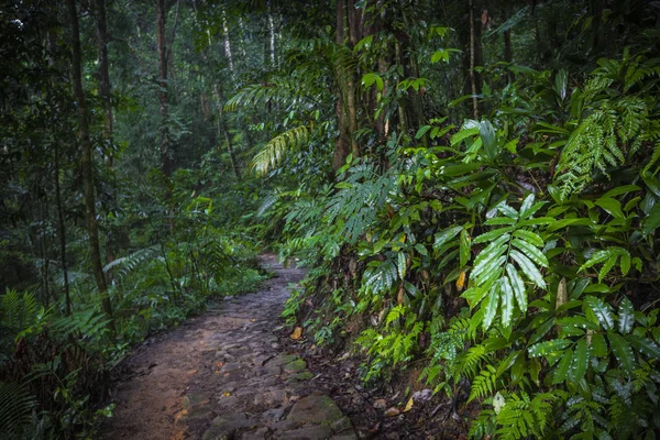 Path in the jungle. Sinharaja rainforest in Sri Lanka. — Stock Photo, Image