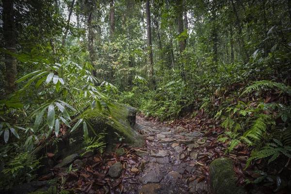 Path in the jungle. Sinharaja rainforest in Sri Lanka. — Stock Photo, Image