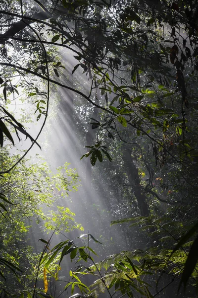Stralen van het zonlicht giet door bladeren in een regenwoud bij Sinharaja F — Stockfoto