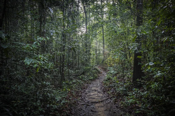 Caminho na selva. Floresta tropical de Sinharaja no Sri Lanka . — Fotografia de Stock