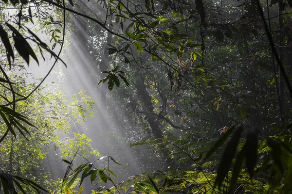 Raios de luz solar derramar através de folhas em uma floresta tropical em Sinharaja F — Fotografia de Stock