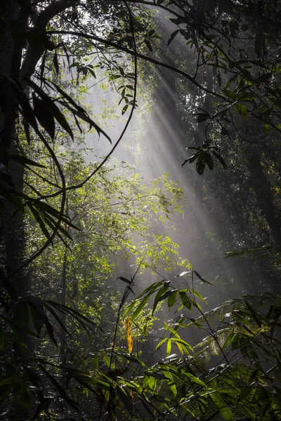 Sunlight rays pour through leaves in a rainforest at Sinharaja F — Stock Photo, Image