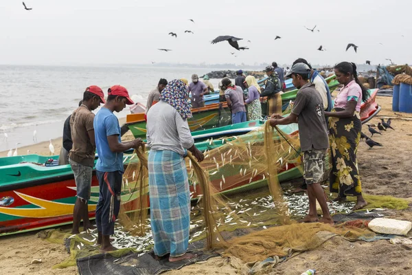 ネゴンボ (スリランカ) - 11 月 30 日: 人集めて乾燥魚と — ストック写真