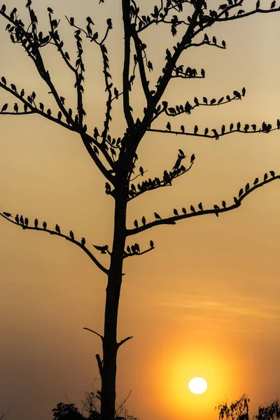 Grand arbre avec oiseaux silhouette lever de soleil ciel rouge fond à Uda — Photo