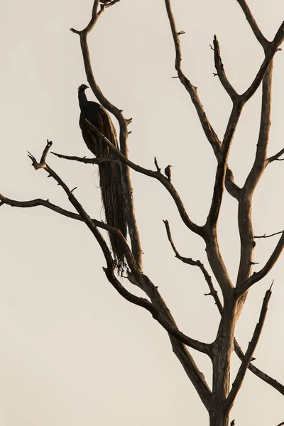 Grote boom met zithoek peacock silhouet zonsopgang rode sky backgro — Stockfoto