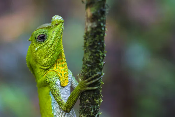 Green chameleon at tree branch in Singharaja Forest in Sri Lanka — Stock Photo, Image