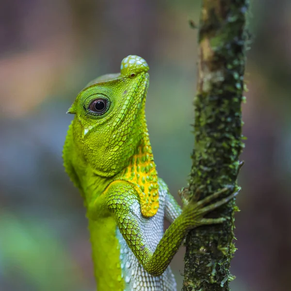 Green chameleon at tree branch in Singharaja Forest in Sri Lanka — Stock Photo, Image