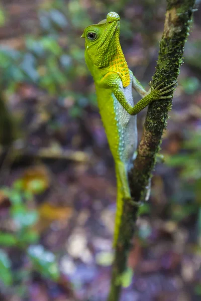 Green chameleon at tree branch in Singharaja Forest in Sri Lanka — Stock Photo, Image