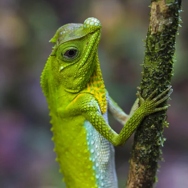 Green chameleon at tree branch in Singharaja Forest in Sri Lanka — Stock Photo, Image