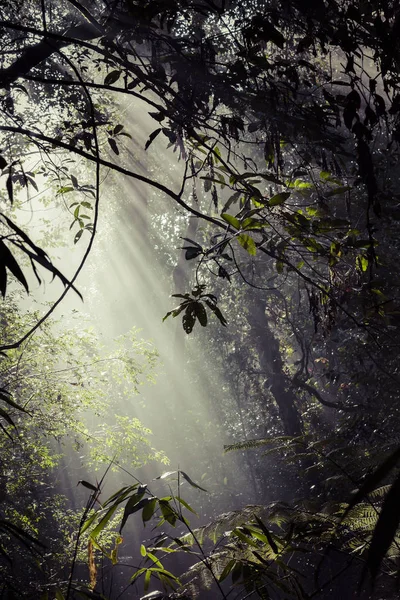 Rayos de luz solar vierten a través de las hojas en una selva tropical en Sinharaja F —  Fotos de Stock