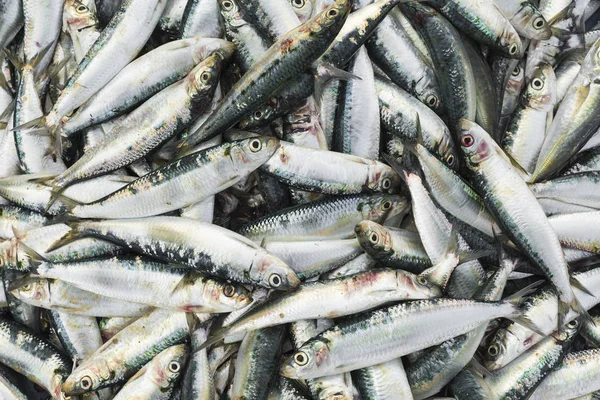 Fresh fish at local Sri Lanka market. — Stock Photo, Image