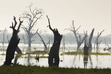 Sabah zaman tabiat manzarası. Udawalawe Milli Parkı Sri L '