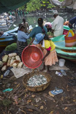 Negombo, Sri Lanka - 30 Kasım: insanlar Balık tutma Kuzey ile çalışma