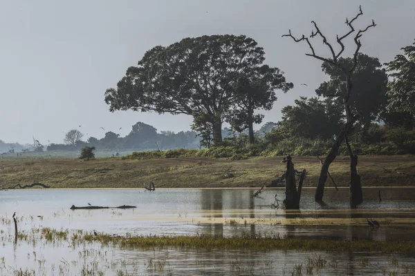 Vilda landskap på morgonen. Udawalawe nationalpark i Sri L — Stockfoto