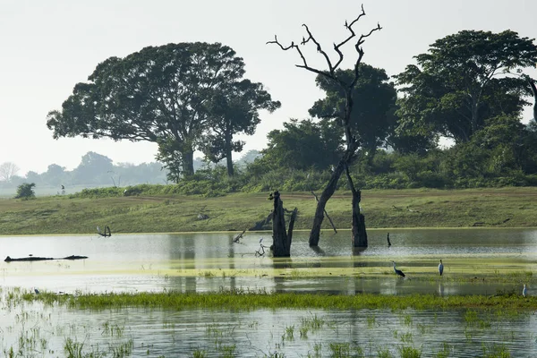 Sabah zaman tabiat manzarası. Udawalawe Milli Parkı Sri L ' — Stok fotoğraf