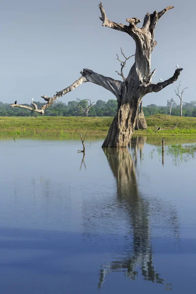 Divoká krajina v ranní době. Wasgamuwa národní Park v Šrí L — Stock fotografie