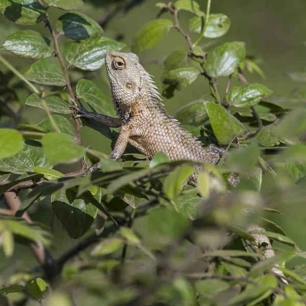 Kertenkele kapatmak makro hayvan portre kadar — Stok fotoğraf