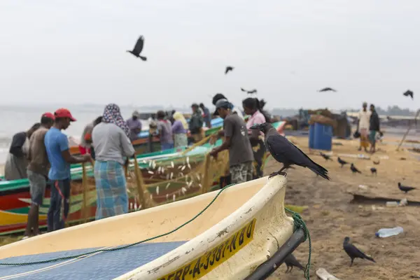 ネゴンボ (スリランカ) - 11 月 30 日: 人が釣り東北で作業 — ストック写真