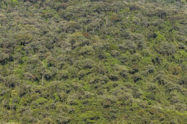 Derin orman üstten görünüm, Sri lanka.