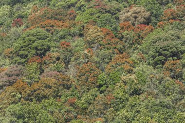 Derin orman üstten görünüm, Sri lanka.