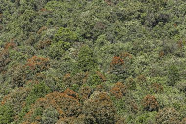Derin orman üstten görünüm, Sri lanka.