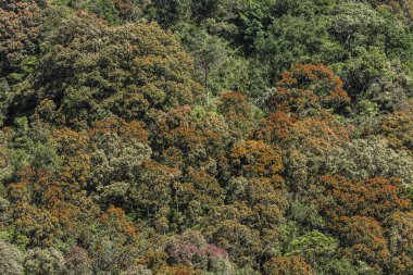Derin orman üstten görünüm, Sri lanka.