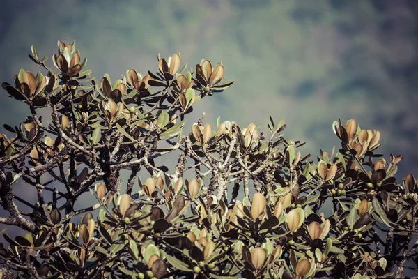 Sri Lanka ağacında dağlar — Stok fotoğraf