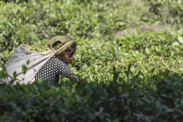 NUWARA ELIYA, SRI LANKA - 02 DE DICIEMBRE: Recolectora de té femenina en té —  Fotos de Stock