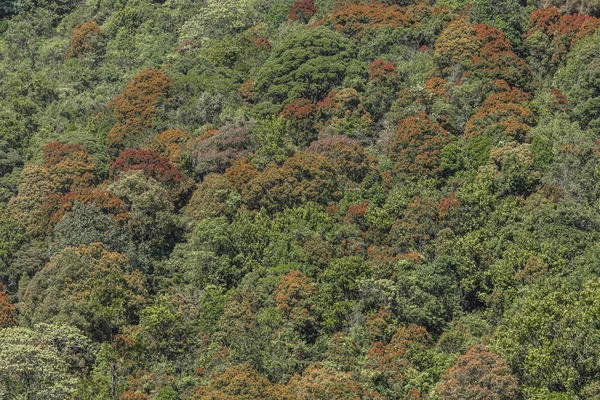 Derin orman üstten görünüm, Sri lanka.