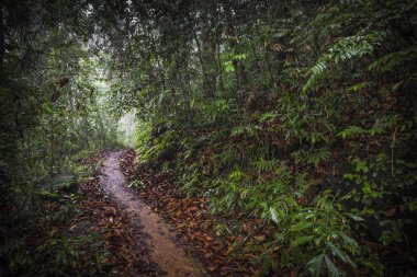 Orman yolu. Sinharaja yağmur ormanları Sri Lanka.