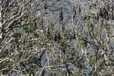 Uçan tilkiler Sri Lanka adasında vahşi doğada