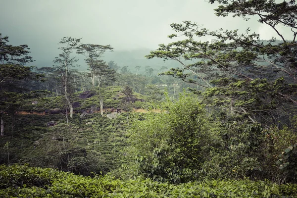 Promienie słoneczne wlać przez listowie w las deszczowy w sri lanka — Zdjęcie stockowe