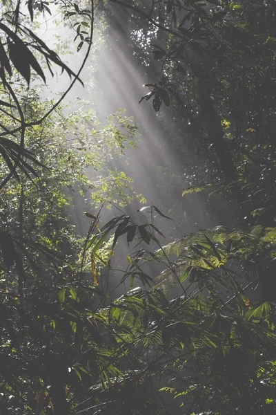 Rayos de luz solar vierten a través de hojas en una selva tropical en Sri Lanka — Foto de Stock