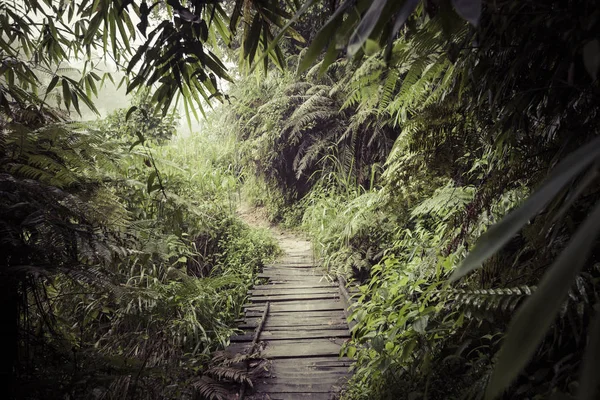 Path in the jungle. Sinharaja rainforest in Sri Lanka. — Stock Photo, Image