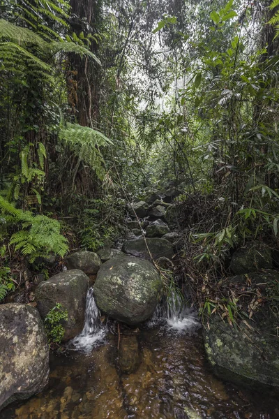 Ścieżka w dżungli. Sinharaja rainforest w Sri Lanka. — Zdjęcie stockowe