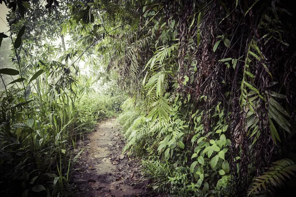 Orman yolu. Sinharaja yağmur ormanları Sri Lanka. — Stok fotoğraf
