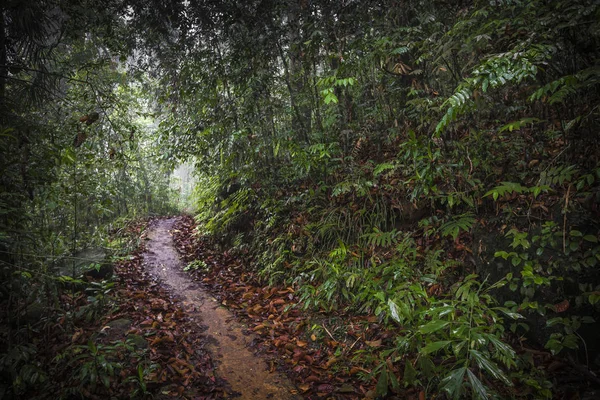 Path in the jungle. Sinharaja rainforest in Sri Lanka. — Stock Photo, Image