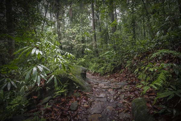 Path in the jungle. Sinharaja rainforest in Sri Lanka. — Stock Photo, Image