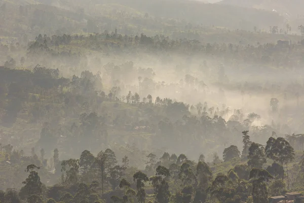 Утренняя долина с чайными плантациями, заполненными туманом в горах. — стоковое фото