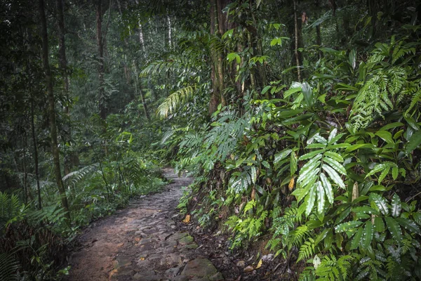 Camino en la selva. Selva tropical Sinharaja en Sri Lanka . — Foto de Stock