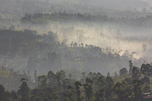 Ранкова долина з чайними плантаціями, заповненими туманом у високогір'ї — стокове фото