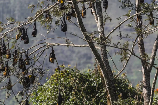 Vliegende vossen in het wild op Sri Lanka — Stockfoto