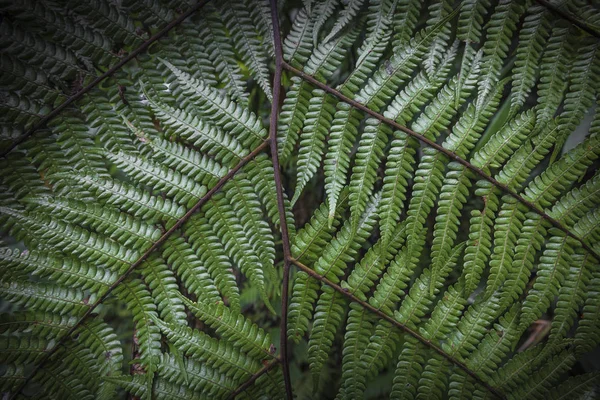 シダの葉のクローズ アップ。自然テクスチャ背景。マクロ緑 — ストック写真