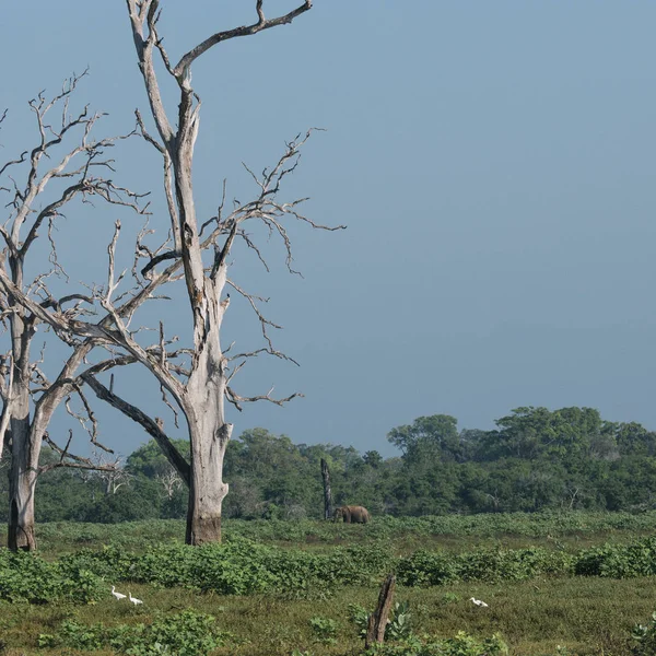 Paesaggio selvaggio al mattino. Parco nazionale di Udawalawe in Sri L — Foto Stock