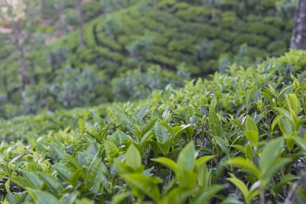 Çay plantasyon içinde günbatımı zamanı. Doğa arka plan — Stok fotoğraf